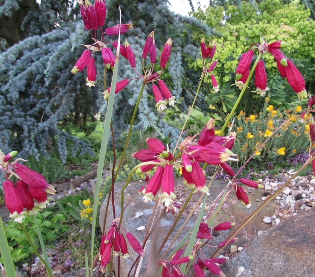 Dichelostemma ida-maia 